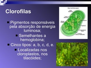 Clorofilas Pigmentos responsáveis pela absorção de energia luminosa; Semelhantes a hemoglobina; Cinco tipos: a, b, c, d, e. Localizadas nos cloroplastos, nos tilacóides; 