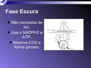 Fase Escura Não necessita de luz; Usa o NADPH2 e ATP; Absorve CO2 e forma glicose; 