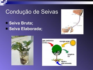 Condução de Seivas Seiva Bruta; Seiva Elaborada; 