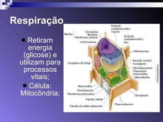 Respiração Retiram energia (glicose) e utilizam para processos vitais; Célula: Mitocôndria; 