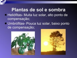 Plantas de sol e sombra Heliófitas- Muita luz solar, alto ponto de compensação; Umbrófitas- Pouca luz solar, baixo ponto de compensação; 