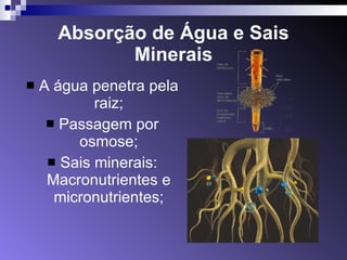 Absorção de Água e Sais Minerais A água penetra pela raiz; Passagem por osmose; Sais minerais: Macronutrientes e micronutrientes; 