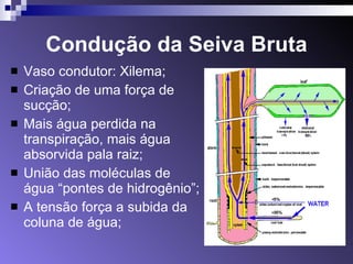 Condução da Seiva Bruta Vaso condutor: Xilema; Criação de uma força de sucção; Mais água perdida na transpiração, mais água absorvida pala raiz; União das moléculas de água “pontes de hidrogênio”; A tensão força a subida da coluna de água; 