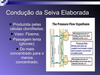 Condução da Seiva Elaborada Produzida pelas células clorofiladas; Vaso: Floema; Passagem lenta (glicose); Do mais concentrado para o menos concentrado; 