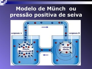 Modelo de Münch  ou pressão positiva de seiva 