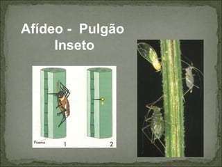 Afídeo -  Pulgão  Inseto 