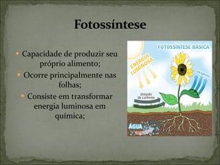 Capacidade de produzir seu próprio alimento; Ocorre principalmente nas folhas; Consiste em transformar energia luminosa em química; 