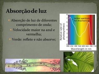 Absorção de luz de diferentes comprimento de onda; Velocidade maior na azul e vermelha; Verde: reflete e não absorve; 