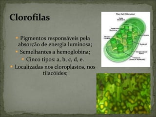 Pigmentos responsáveis pela absorção de energia luminosa; Semelhantes a hemoglobina; Cinco tipos: a, b, c, d, e. Localizadas nos cloroplastos, nos tilacóides; 