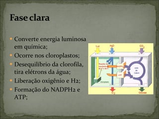 Converte energia luminosa em química; Ocorre nos cloroplastos; Desequilíbrio da clorofila, tira elétrons da água; Liberação oxigênio e H2; Formação do NADPH2 e ATP; 