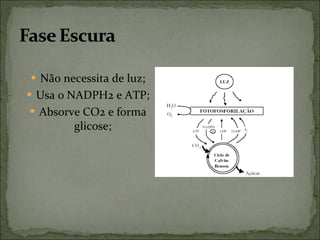 Não necessita de luz; Usa o NADPH2 e ATP; Absorve CO2 e forma glicose; 