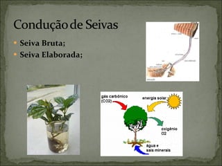 Seiva Bruta; Seiva Elaborada; 