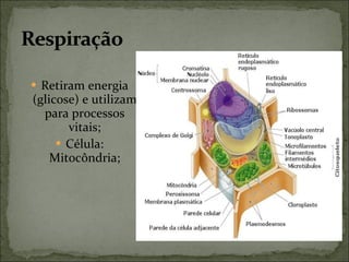 Retiram energia (glicose) e utilizam para processos vitais; Célula: Mitocôndria; 