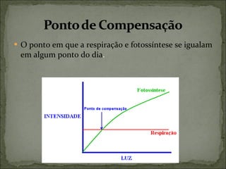 O ponto em que a respiração e fotossíntese se igualam em algum ponto do dia . 
