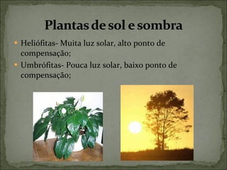 Heliófitas- Muita luz solar, alto ponto de compensação; Umbrófitas- Pouca luz solar, baixo ponto de compensação; 