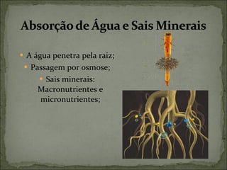 A água penetra pela raiz; Passagem por osmose; Sais minerais: Macronutrientes e micronutrientes; 