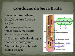 Vaso condutor: Xilema; Criação de uma força de sucção; Mais água perdida na transpiração, mais água absorvida pala raiz; União das moléculas de água “pontes de hidrogênio”; A tensão força a subida da coluna de água; 