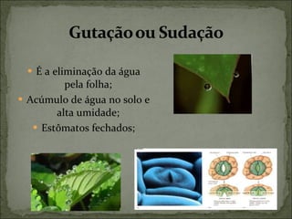 É a eliminação da água pela folha; Acúmulo de água no solo e alta umidade; Estômatos fechados; 