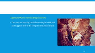 Trigeminal Nerve: Auriculotemporal Nerve
 This courses laterally behind the condylar neck and
and supplies skin in the temporal and preauricular
145
 