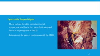 Layers of the Temporal Region
 These include the skin, subcutaneous fat,
temporoparietal fascia (i.e., superficial temporal
fascia or suprazygomatic SMAS).
 Extension of the galea is continuous with the SMAS.
146
 