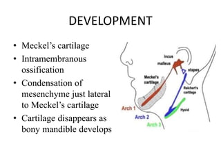 DEVELOPMENT
• Meckel’s cartilage
• Intramembranous
ossification
• Condensation of
mesenchyme just lateral
to Meckel’s cartilage
• Cartilage disappears as
bony mandible develops
 