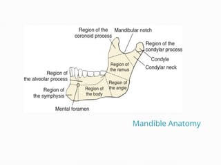 Mandible Anatomy
 