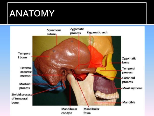 condyle ppt