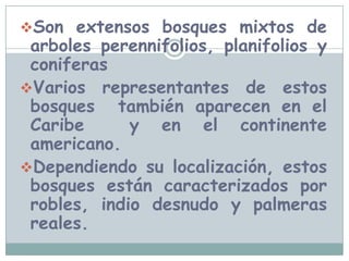 Son extensos bosques mixtos de arboles perennifolios, planifolios y coniferas