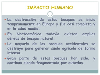 Suelen presentar estratos poco desarrollados bajo la bóveda arbórea.