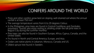 CONIFERS AROUND THE WORLD
• Pines and other conifers grow best on sloping, well-drained soil where the annual
rainfall is at least 750 mm.
• The average temperature varies from 6 to 20 degrees Celsius.
• In the Philippines, pine trees are found in Central Cordilleras and Zambales
mountains. Tourists also enjoy resting or strolling under the tall pine trees in
Baguio City during the summer months/
• Pine trees can also be found in Southern Europe, Africa, Cyprus, Canada, and the
United States.
• Firs found in North and Central America, Europe, and Asia.
• Cedars are native plants in Lebanon, Morocco, Canada and US.
• Oldest spruce tree found in Sweden.
 