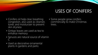 USES OF CONIFERS
• Conifers oil help clear breathing
congestion, also used as cleanser,
toner, and moisturizer to prevent
skin dryness
• Ginkgo leaves are used as tea to
enhance memory
• Spruces are natural source of vitamin
C
• Used as decorative ornamental
plants in gardens and parks
• Some people grow conifers
commercially to make Christmas
trees.
 
