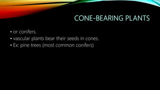 • or conifers.
• vascular plants bear their seeds in cones.
• Ex: pine trees (most common conifers)
 