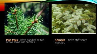 - have bundles of two
or five leaves or needles
– have stiff sharp
needles
 
