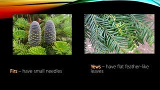 – have small needles
– have flat feather-like
leaves
 