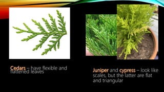 – have flexible and
flattened leaves and – look like
scales, but the latter are flat
and triangular
 
