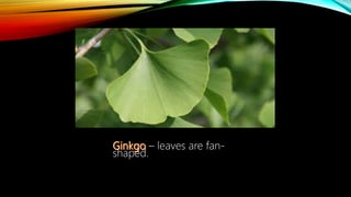 – leaves are fan-
shaped.
 