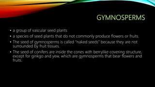 • a group of vascular seed plants
• a species of seed plants that do not commonly produce flowers or fruits.
• The seed of gymnosperms is called “naked seeds” because they are not
surrounded by fruit tissues.
• The seed of conifers are inside the cones with berrylike covering structure,
except for ginkgo and yew, which are gymnosperms that bear flowers and
fruits.
 