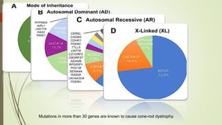Mutations in more than 30 genes are known to cause cone-rod dystrophy.
 