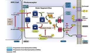 Specific examples of COD / CORD
 Molecular genetics
GUCA1A: 4 Exon gene
Encodes GCAP1(Guanylate cyclase activator protein)
GCAP1 activates retGC1 (retinal guanylate cyclase)
Required for cGMP regeneration
 Requires regulation in a Ca2+-dependent manner
 GCAP1 contains three Ca2+-binding EF-hand motifs, structural alterations to which occur in
most disease-causing GUCA1A sequence variants
 These include the gain-in-function variants p.(Tyr99Cys) ,16 p.(Glu155Gly) and p.(Asp100Gly)
GUCA1A associated Cod/Cord (AD)
 