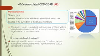 ABCA4-associated COD/CORD (AR)
 This protein has an essential role in the removal of N-retinylidene-
phosphatidyl-ethanolamine (PE) from the luminal to cytoplasmic
aspect of the OS disc membrane
If not exported and dissociated !!
 N-retinylidene-PE can accumulate in the OS to form the toxic
fluorophore, N-retinylidene-N-ret- inylethanolamine (A2E), a
component of lipofuscin
Molecular genetics
50-exon gene
Encodes a retina-specific ATP dependent cassette transporter
Located in the curved rim of the OS disc membrane
 