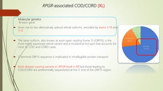 RPGR-associated COD/CORD (XL)
Molecular genetics
19-exon gene
 Gives rise to two alternatively spliced retinal isoforms, encoded by exons 1–19 and
1–15
 The latter isoform, also known as exon open reading frame 15 (ORF15), is the
most highly expressed retinal variant and a mutational hot spot that accounts for
most XL COD and CORD cases
 C-terminal ORF15 sequence is implicated in intraflagellar protein transport
 Most disease-causing variants in RPGR result in RP, but those leading to
COD/CORD are preferentially sequestered at the 3’ end of the ORF15 region.
 