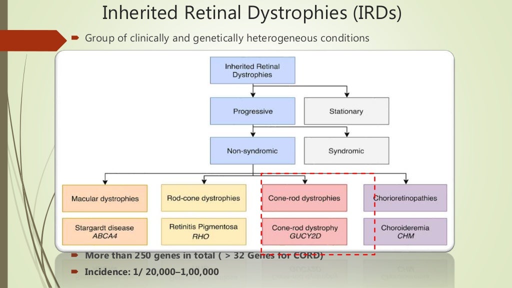 Cone and Rod Dystrophy