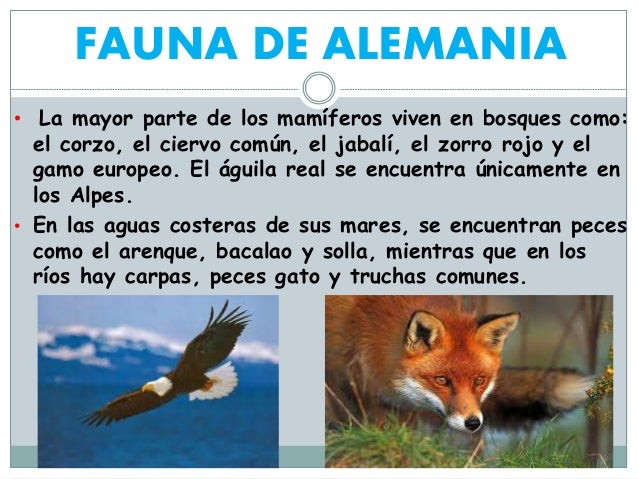 Resultado de imagen para flora y fauna de alemania