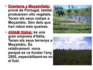 ●   Enerterra y MoçamGalp:
    prové de Portugal, també
    produeixen olis vegetals.
    Tenen els seus camps a
    Moçambic. Són dels que
    han rebut més queixes.
●   AVIAM (Itàlia): és una
    gran empresa d'Itàlia.
    Tenen els seus terrenys a
    Moçambic. És
    relativament nova
    perquè es va fundar l'any
    2005, especialitzant-se en
    el fuel.
 