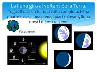 La lluna gira al voltant de la Terra.
Triga 28 dies en fer una volta completa. Hi ha
quatre fases: lluna plena, quart minvant, lluna
            nova i quart creixent.

      Fases lunars
 