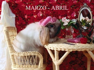 MARZO - ABRIL 