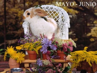 MAYO - JUNIO 