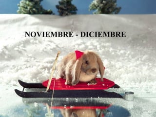 NOVIEMBRE - DICIEMBRE 