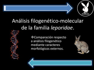 Análisis filogenético-molecular de la familia leporidae. ,[object Object],[object Object]