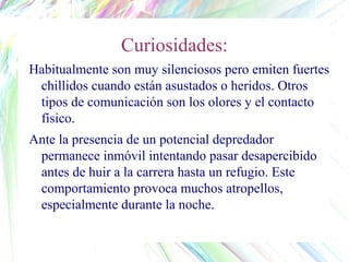 Curiosidades:
Habitualmente son muy silenciosos pero emiten fuertes
chillidos cuando están asustados o heridos. Otros
tipos de comunicación son los olores y el contacto
físico.
Ante la presencia de un potencial depredador
permanece inmóvil intentando pasar desapercibido
antes de huir a la carrera hasta un refugio. Este
comportamiento provoca muchos atropellos,
especialmente durante la noche.